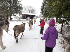 Kinderkurs Horsemanship mit Esel